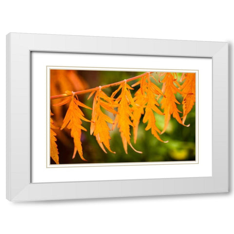 Fall Leaves IV White Modern Wood Framed Art Print with Double Matting by Berzel, Erin