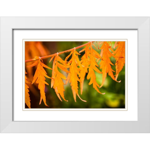Fall Leaves IV White Modern Wood Framed Art Print with Double Matting by Berzel, Erin