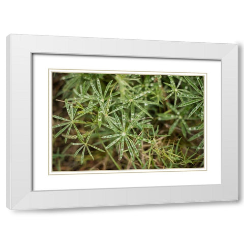 Leaves with Dew White Modern Wood Framed Art Print with Double Matting by Berzel, Erin