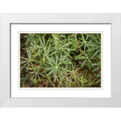 Leaves with Dew White Modern Wood Framed Art Print with Double Matting by Berzel, Erin