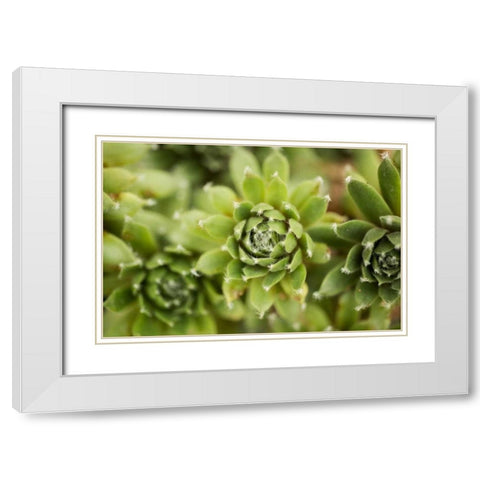 Succulent Array White Modern Wood Framed Art Print with Double Matting by Berzel, Erin
