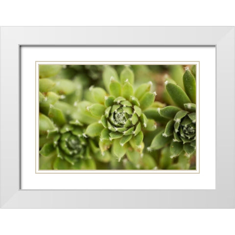 Succulent Array White Modern Wood Framed Art Print with Double Matting by Berzel, Erin