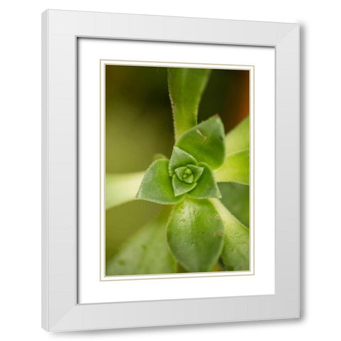 Succulent Detail I White Modern Wood Framed Art Print with Double Matting by Berzel, Erin