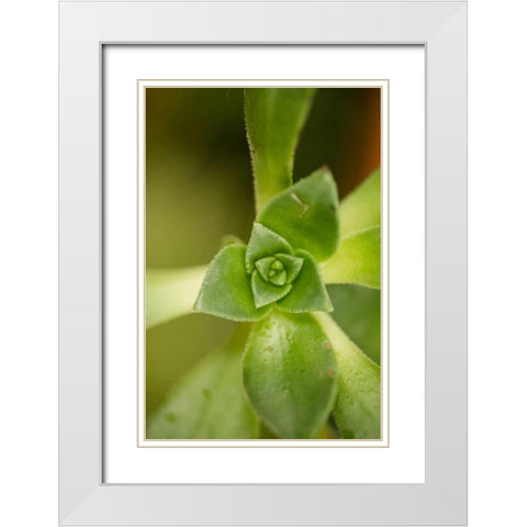 Succulent Detail I White Modern Wood Framed Art Print with Double Matting by Berzel, Erin