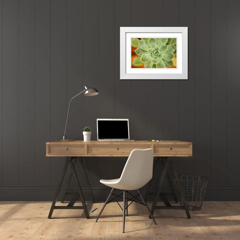 Macro Succulent I White Modern Wood Framed Art Print with Double Matting by Berzel, Erin