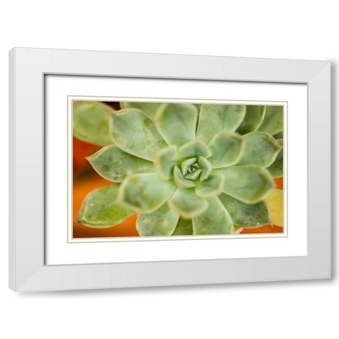 Macro Succulent I White Modern Wood Framed Art Print with Double Matting by Berzel, Erin