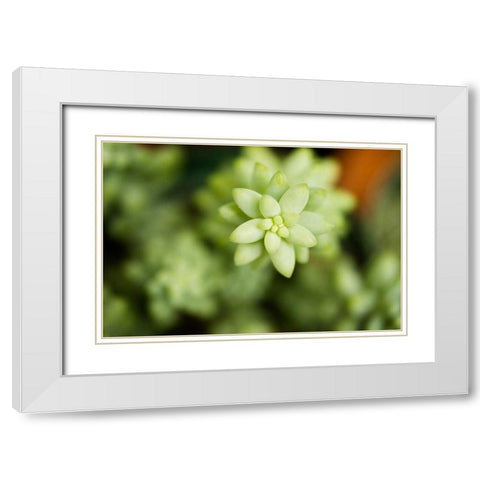 Macro Succulent II White Modern Wood Framed Art Print with Double Matting by Berzel, Erin