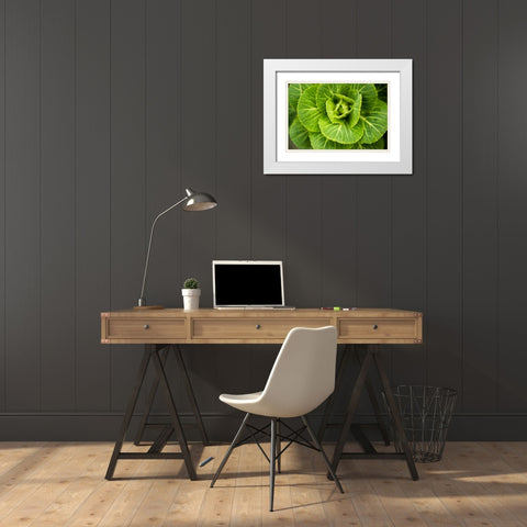 Cabbage Detail White Modern Wood Framed Art Print with Double Matting by Berzel, Erin