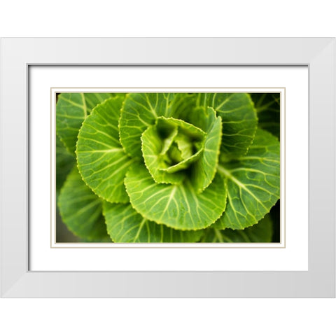 Cabbage Detail White Modern Wood Framed Art Print with Double Matting by Berzel, Erin