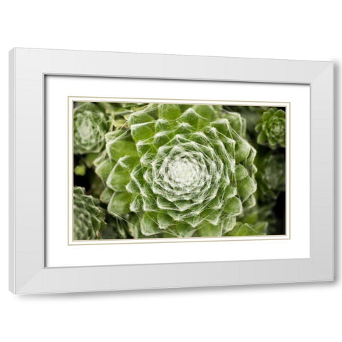 Arachnoideum Succulent I White Modern Wood Framed Art Print with Double Matting by Berzel, Erin