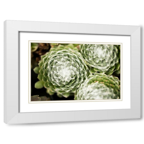 Arachnoideum Succulent II White Modern Wood Framed Art Print with Double Matting by Berzel, Erin
