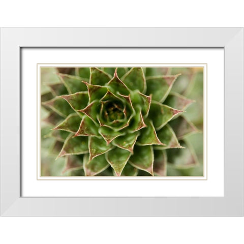 Sempervivum Succulent II White Modern Wood Framed Art Print with Double Matting by Berzel, Erin