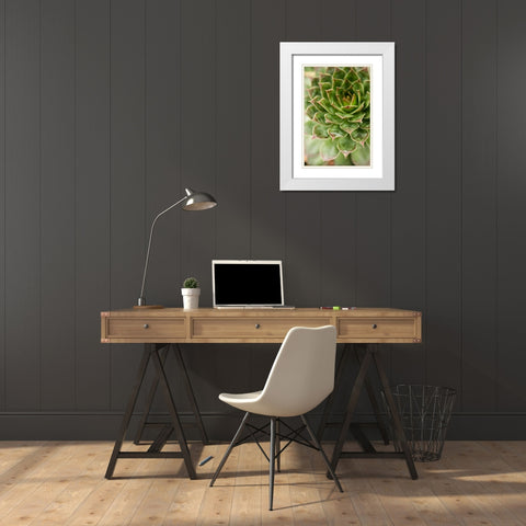 Sempervivum Succulent III White Modern Wood Framed Art Print with Double Matting by Berzel, Erin