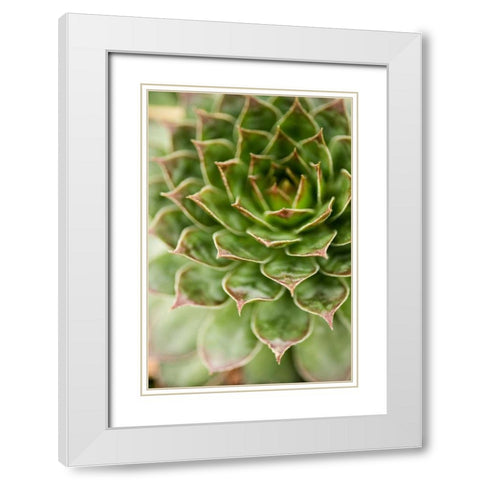 Sempervivum Succulent III White Modern Wood Framed Art Print with Double Matting by Berzel, Erin