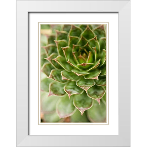 Sempervivum Succulent III White Modern Wood Framed Art Print with Double Matting by Berzel, Erin