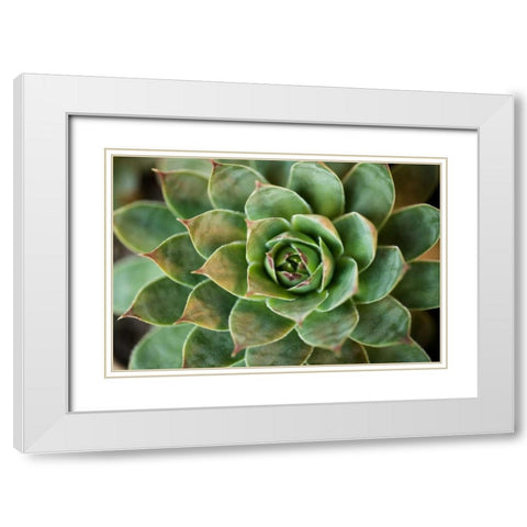 Sempervivum Rupicolum II White Modern Wood Framed Art Print with Double Matting by Berzel, Erin