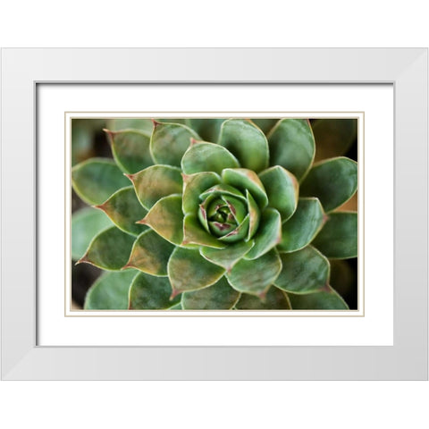Sempervivum Rupicolum II White Modern Wood Framed Art Print with Double Matting by Berzel, Erin