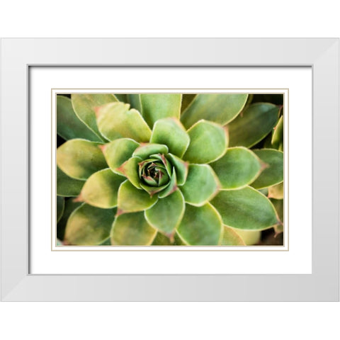 Sempervivum Rupicolum III White Modern Wood Framed Art Print with Double Matting by Berzel, Erin