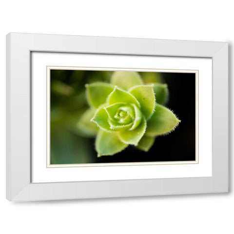 Succulent Blossom I White Modern Wood Framed Art Print with Double Matting by Berzel, Erin