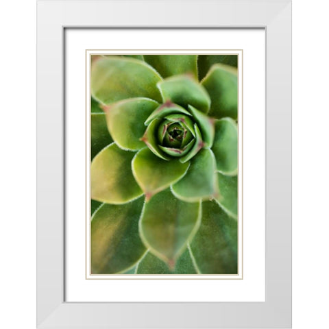 Sempervivum Rupicolum IV White Modern Wood Framed Art Print with Double Matting by Berzel, Erin