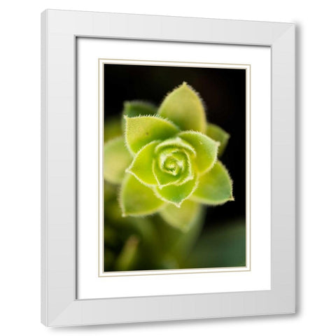 Succulent Blossom II White Modern Wood Framed Art Print with Double Matting by Berzel, Erin