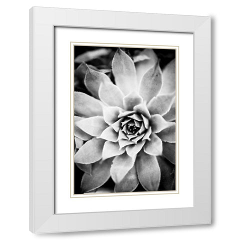 Monochrome Succulent I White Modern Wood Framed Art Print with Double Matting by Berzel, Erin