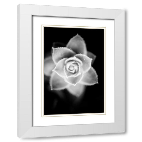 Monochrome Succulent II White Modern Wood Framed Art Print with Double Matting by Berzel, Erin