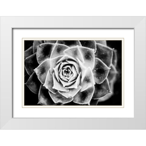 Monochrome Succulent III White Modern Wood Framed Art Print with Double Matting by Berzel, Erin