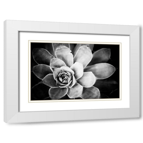 Monochrome Succulent IV White Modern Wood Framed Art Print with Double Matting by Berzel, Erin