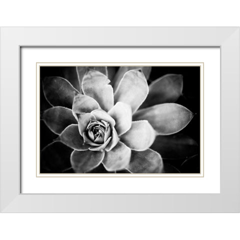 Monochrome Succulent IV White Modern Wood Framed Art Print with Double Matting by Berzel, Erin