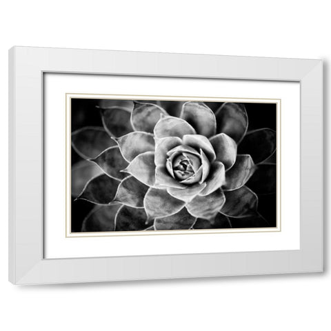 Monochrome Succulent V White Modern Wood Framed Art Print with Double Matting by Berzel, Erin