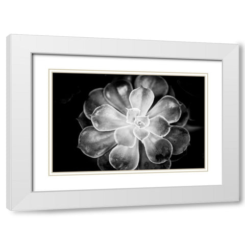 Monochrome Succulent VI White Modern Wood Framed Art Print with Double Matting by Berzel, Erin