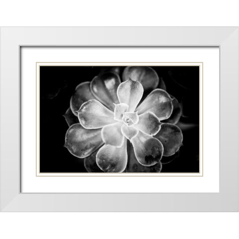 Monochrome Succulent VI White Modern Wood Framed Art Print with Double Matting by Berzel, Erin