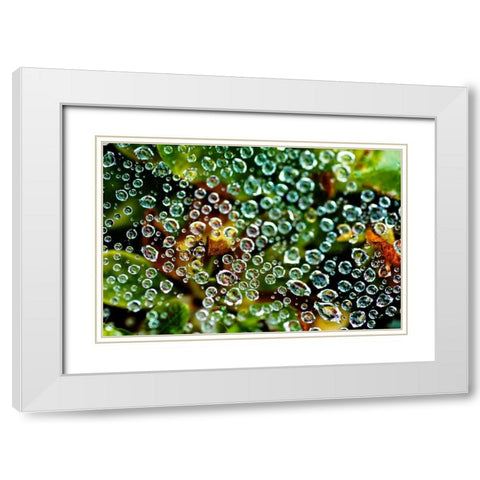 Spider Web Dew I White Modern Wood Framed Art Print with Double Matting by Berzel, Erin