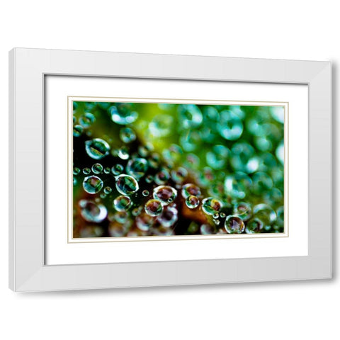 Spider Web Dew II White Modern Wood Framed Art Print with Double Matting by Berzel, Erin