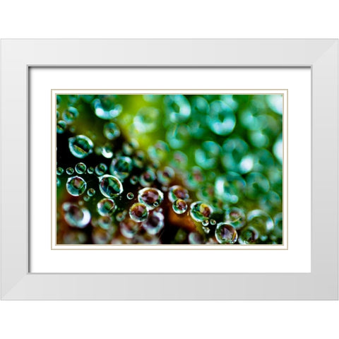 Spider Web Dew II White Modern Wood Framed Art Print with Double Matting by Berzel, Erin