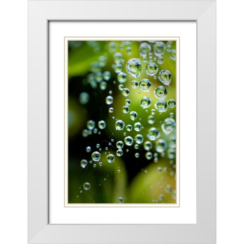 Suspended Dew II White Modern Wood Framed Art Print with Double Matting by Berzel, Erin