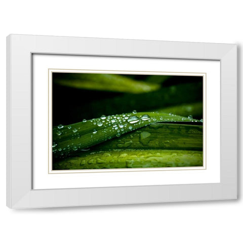 Dew on Grass White Modern Wood Framed Art Print with Double Matting by Berzel, Erin