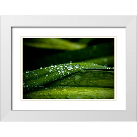 Dew on Grass White Modern Wood Framed Art Print with Double Matting by Berzel, Erin