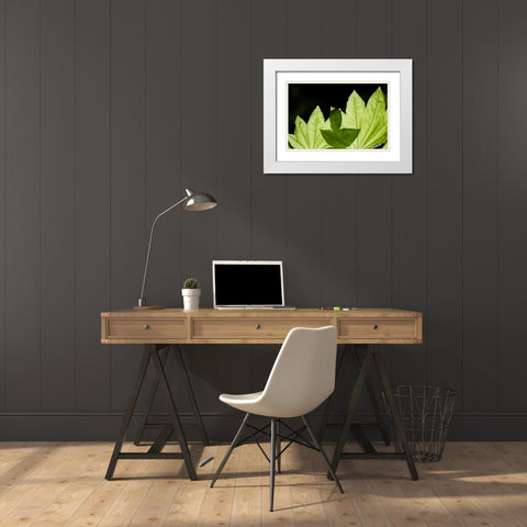 Illuminated Leaves White Modern Wood Framed Art Print with Double Matting by Berzel, Erin