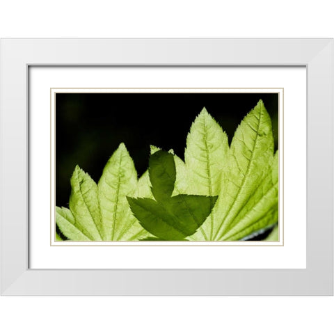 Illuminated Leaves White Modern Wood Framed Art Print with Double Matting by Berzel, Erin
