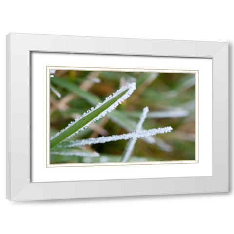 Morning Frost II White Modern Wood Framed Art Print with Double Matting by Berzel, Erin