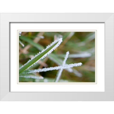 Morning Frost II White Modern Wood Framed Art Print with Double Matting by Berzel, Erin