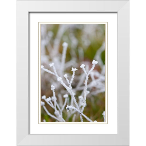 Winter Frost I White Modern Wood Framed Art Print with Double Matting by Berzel, Erin