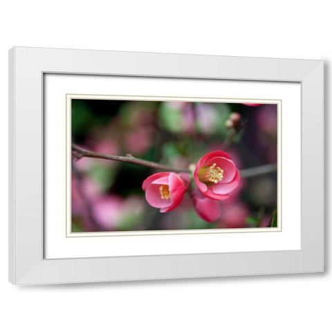 Pink Blossoms White Modern Wood Framed Art Print with Double Matting by Berzel, Erin