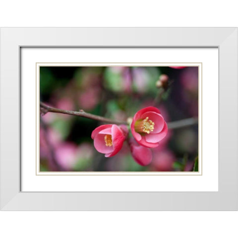 Pink Blossoms White Modern Wood Framed Art Print with Double Matting by Berzel, Erin