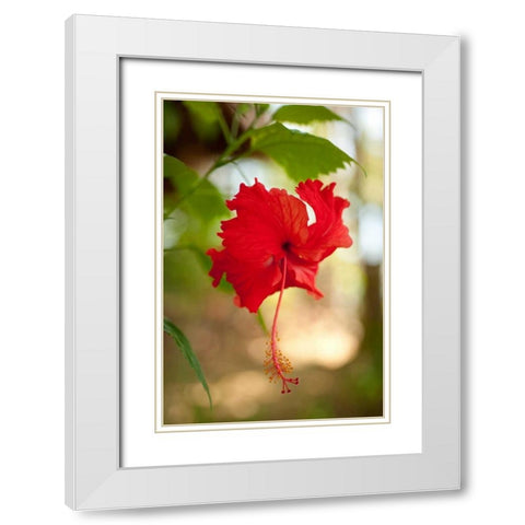 Red Hibiscus White Modern Wood Framed Art Print with Double Matting by Berzel, Erin