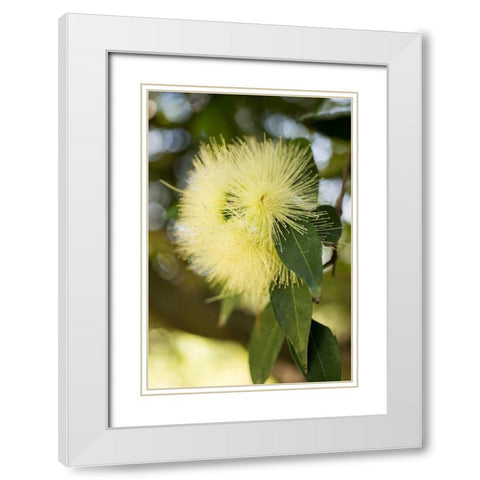 Yellow Blossom White Modern Wood Framed Art Print with Double Matting by Berzel, Erin