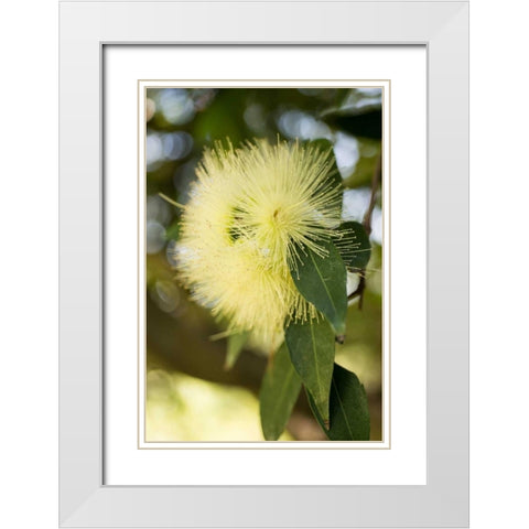 Yellow Blossom White Modern Wood Framed Art Print with Double Matting by Berzel, Erin