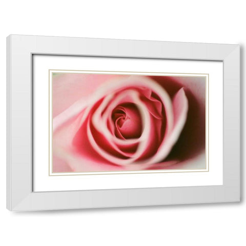 Pink Rose White Modern Wood Framed Art Print with Double Matting by Berzel, Erin
